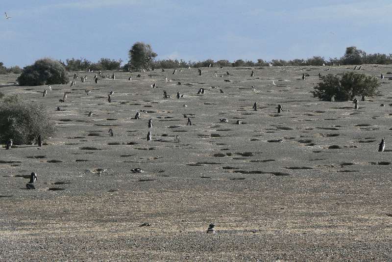 29 Pinguini a Punta Tombo